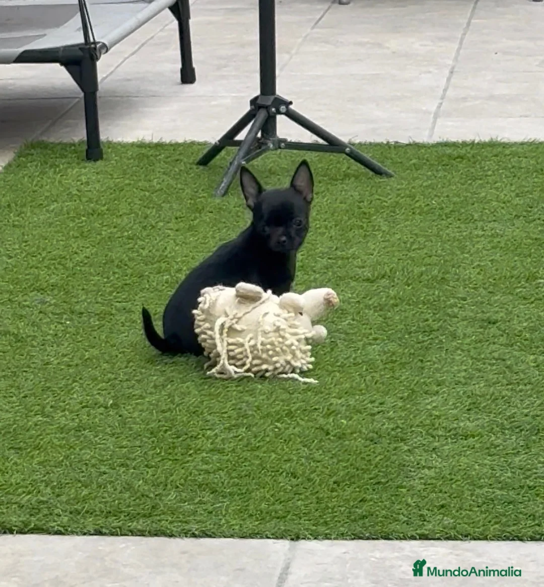 Chihuahua perros en venta: Chihuahua hembra panterita negra  - Anuncio 7