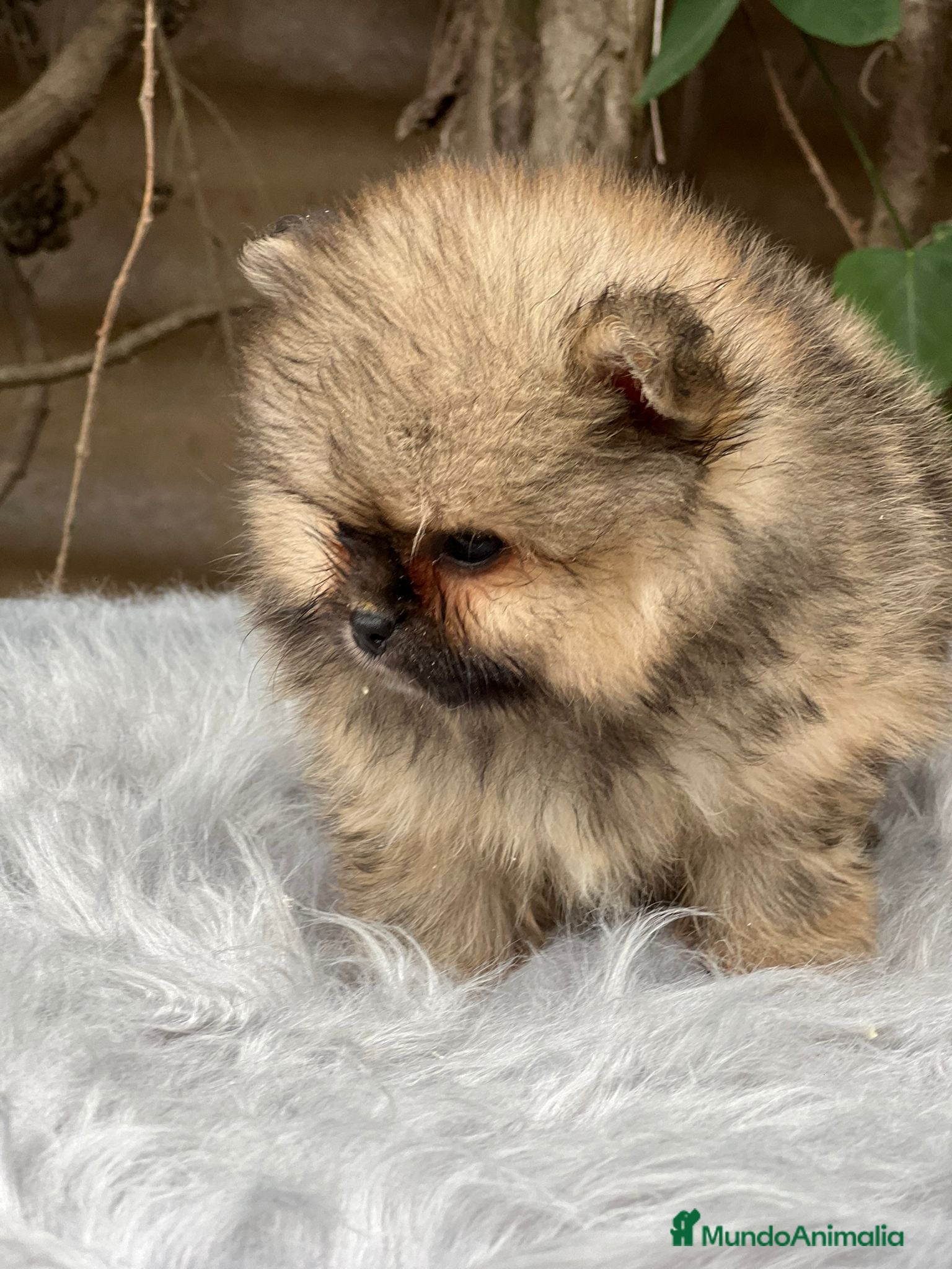 Pomerania perros POMERANIA TOY CARA OSO DISPONIBLE - Anuncio 2
