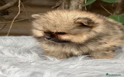 Pomerania perros en venta: POMERANIA TOY CARA OSO DISPONIBLE - Imagen 2