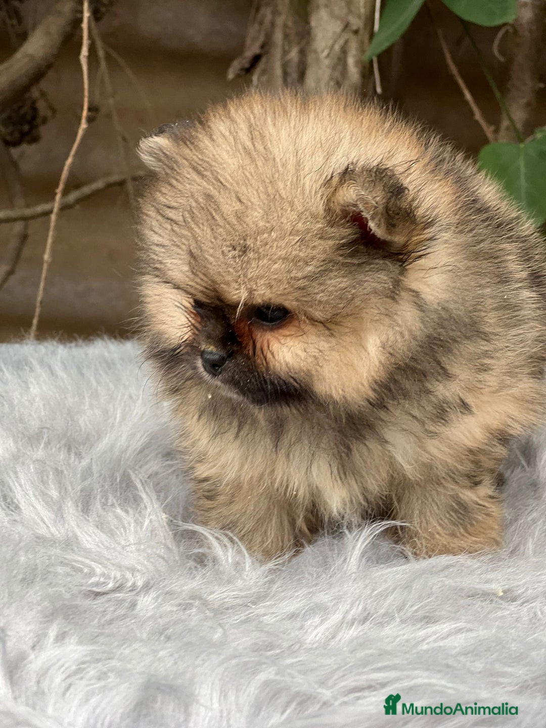 Pomerania perros en venta: POMERANIA TOY CARA OSO DISPONIBLE - Imagen 2