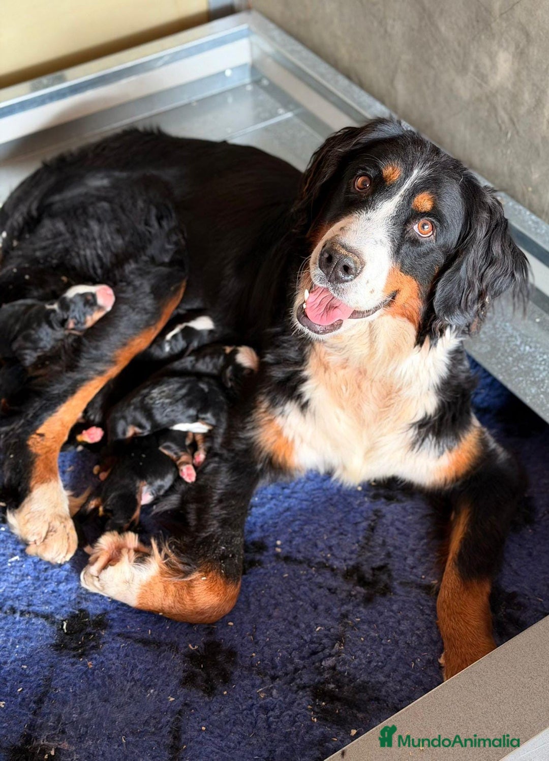 Boyero de Berna perros en venta: BOYERO DE BERNA CAMADA DISPONIBLE PARA RESERVA - Imagen 2