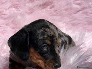 Teckel Miniatura perros Teckel miniatura en Barcelona - Anuncio 23