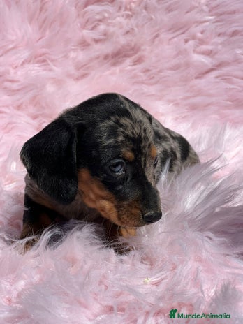 Teckel Miniatura perros en Barcelona - Anuncio 7