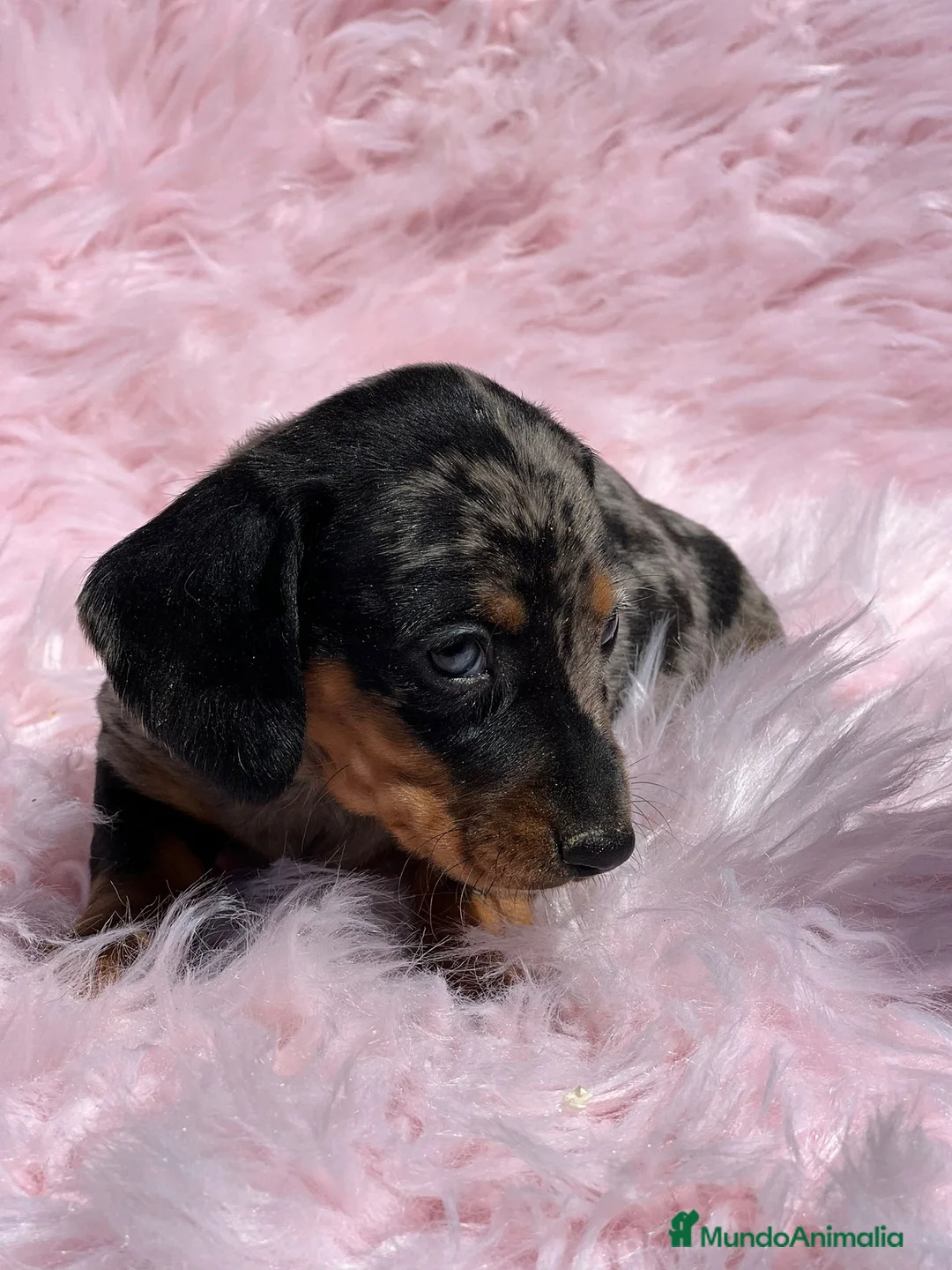 Teckel Miniatura perros en venta: Teckel miniatura  en Barcelona - Anuncio 1