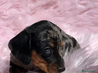 Teckel Miniatura perros Teckel miniatura en Barcelona - Anuncio 27