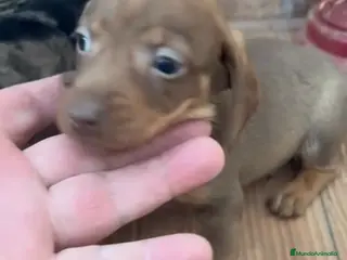 Teckel perros Teckel hembra - Anuncio 1