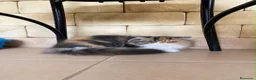 Persa gatos en venta: GATOS PERSAS - Anuncio 4