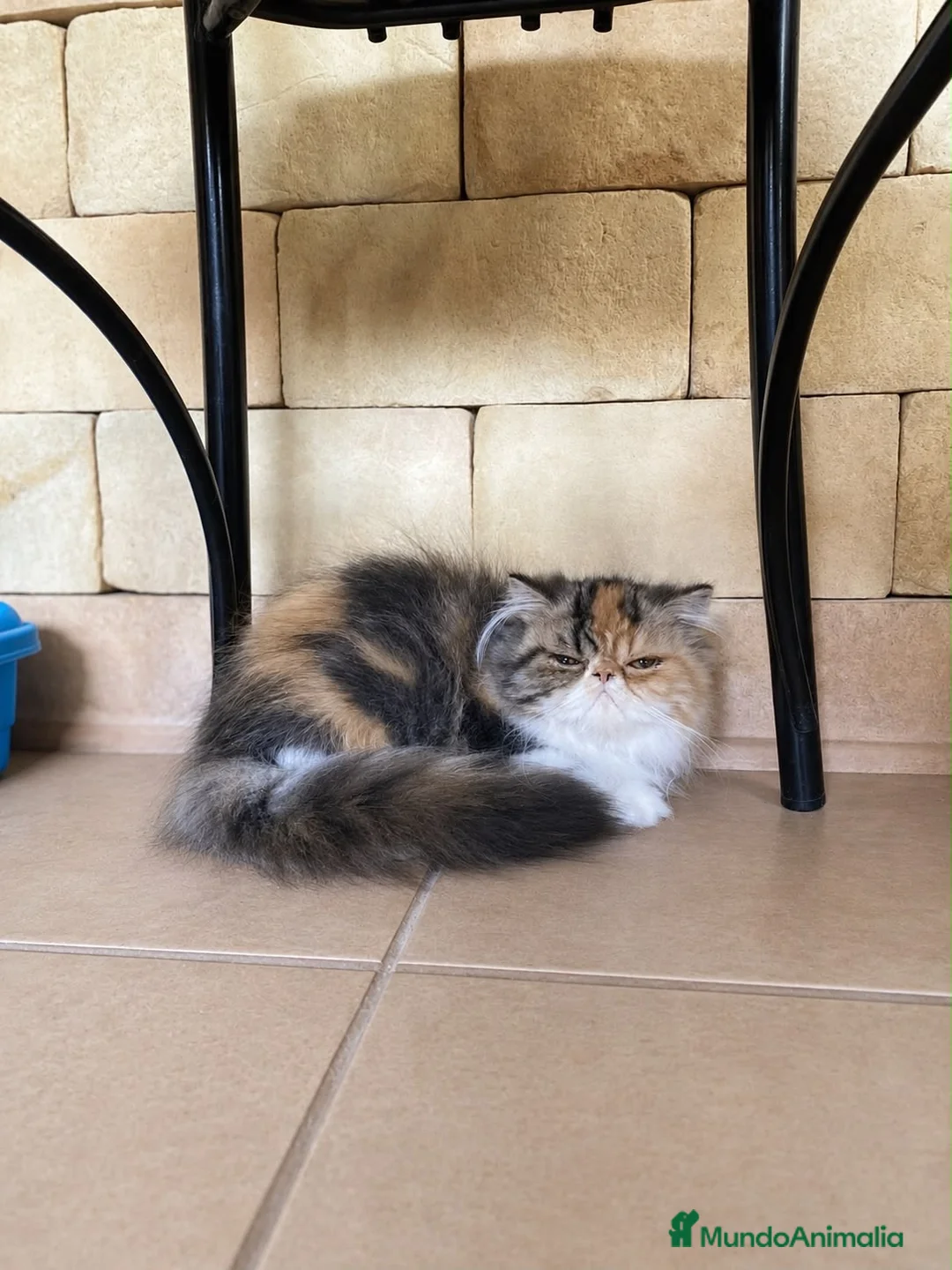 Persa gatos en venta: GATOS PERSAS - Anuncio 4