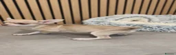 Chihuahua perros en venta: Chihuahua Toy  - Anuncio 13