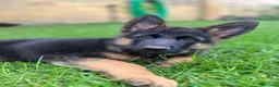 Pastor Alemán perros en venta: Cachorros pastor aleman - Anuncio 2