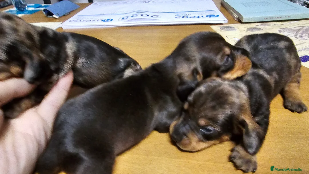 Teckel perros en venta: Espectaculares cachorritos de teckel  - Anuncio 2