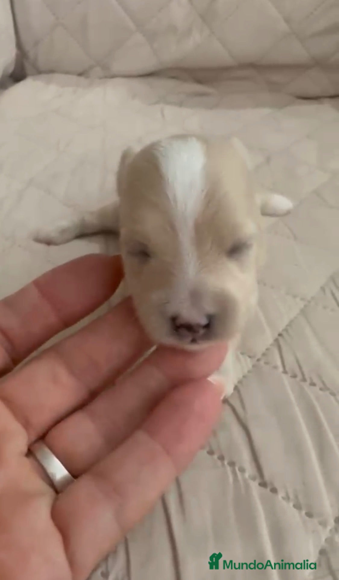 Maltipoo perros Maltipoo macho  - Anuncio 1