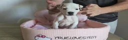 American Staffordshire-Terrier perros en venta: Cachorros American Staffordshire Terrier - Anuncio 3