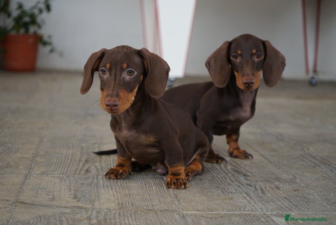 Teckel Miniatura perros en venta: 🍫 Dúo chocolate: Cacao y Bongo 🐾 - Imagen 4