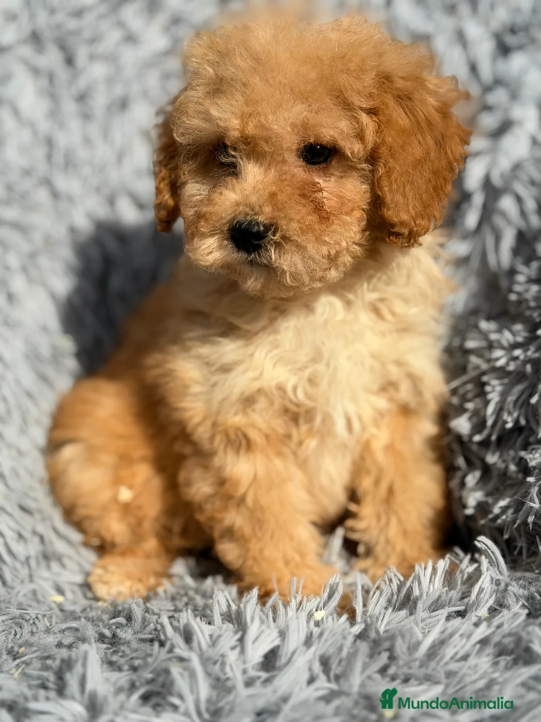 Maltipoo perros en venta: Maltipoo macho Toy  - Anuncio 3