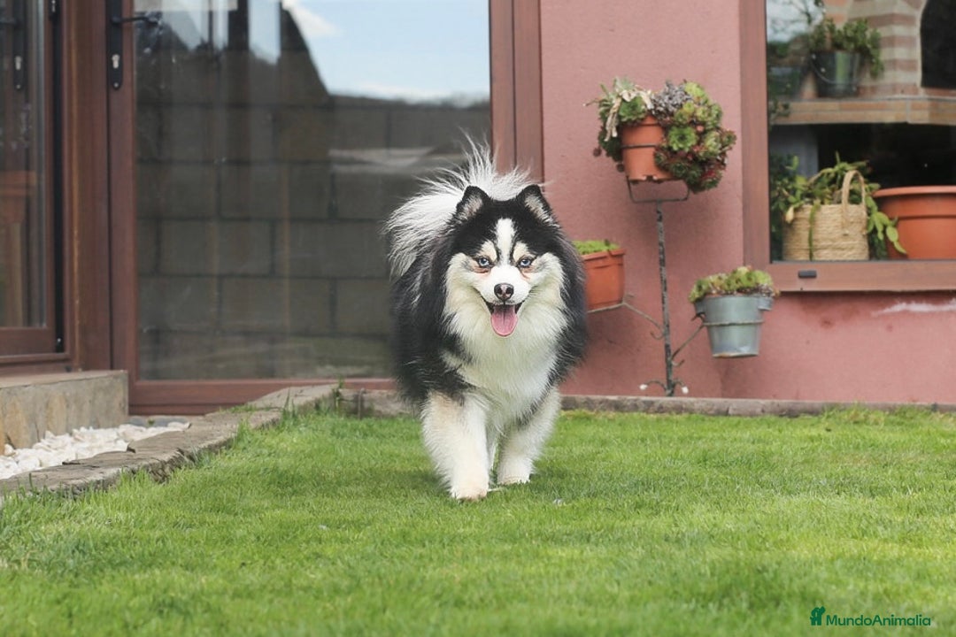 Pomsky perros en venta: Pomsky mini F5 - Imagen 2