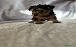 Yorkshire Terrier perros en venta: Yorkshire mini - Imagen 8