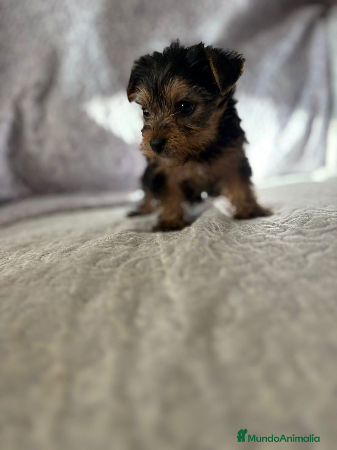 Yorkshire Terrier perros en venta: Yorkshire mini - Imagen 8