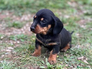 Teckel Miniatura perros TECKEL MINIATURA NEGRO Y FUEGO en Barcelona - Anuncio 18