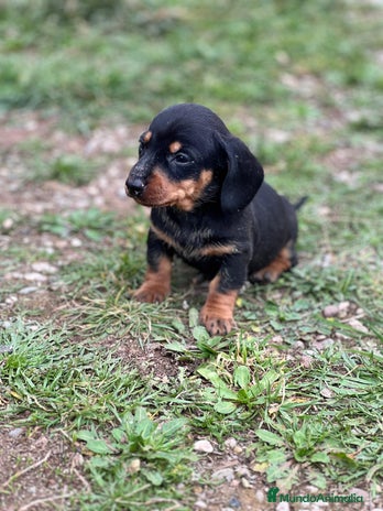Teckel Miniatura perros en Barcelona - Anuncio 7