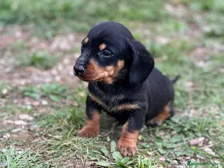 Teckel Miniatura perros TECKEL MINIATURA NEGRO Y FUEGO en Barcelona - Anuncio 20
