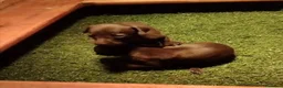 Pequeño Lebrel Italiano perros en venta: 2 Machitos de Galgo enano italiano - Anuncio 4