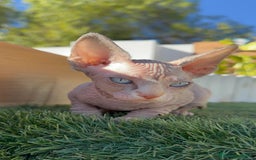 Sphynx gatos en venta: GATITAS SPHYNX - Anuncio 21