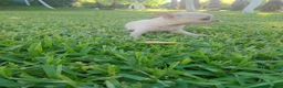 Chihuahua perros en venta: Disponible Chihuahuas Macho y hembras  - Anuncio 6