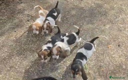 Basset Hound perros en venta: Preciosos sabuesos - Imagen 9