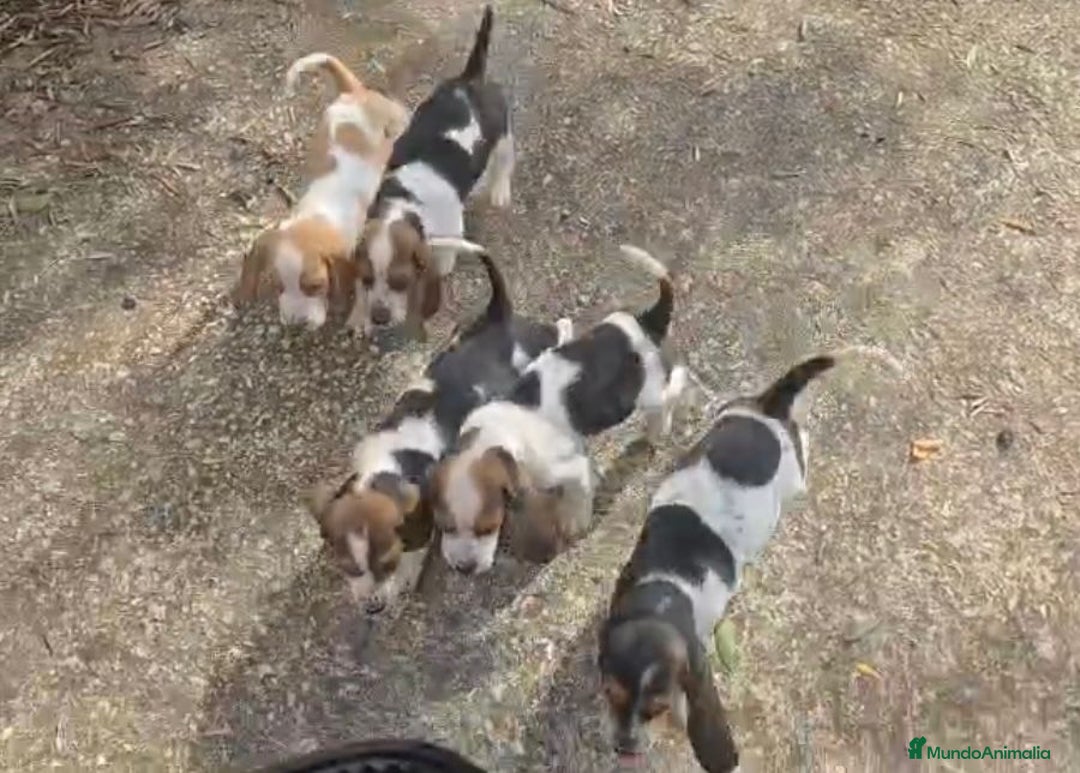 Basset Hound perros en venta: Preciosos sabuesos - Imagen 9