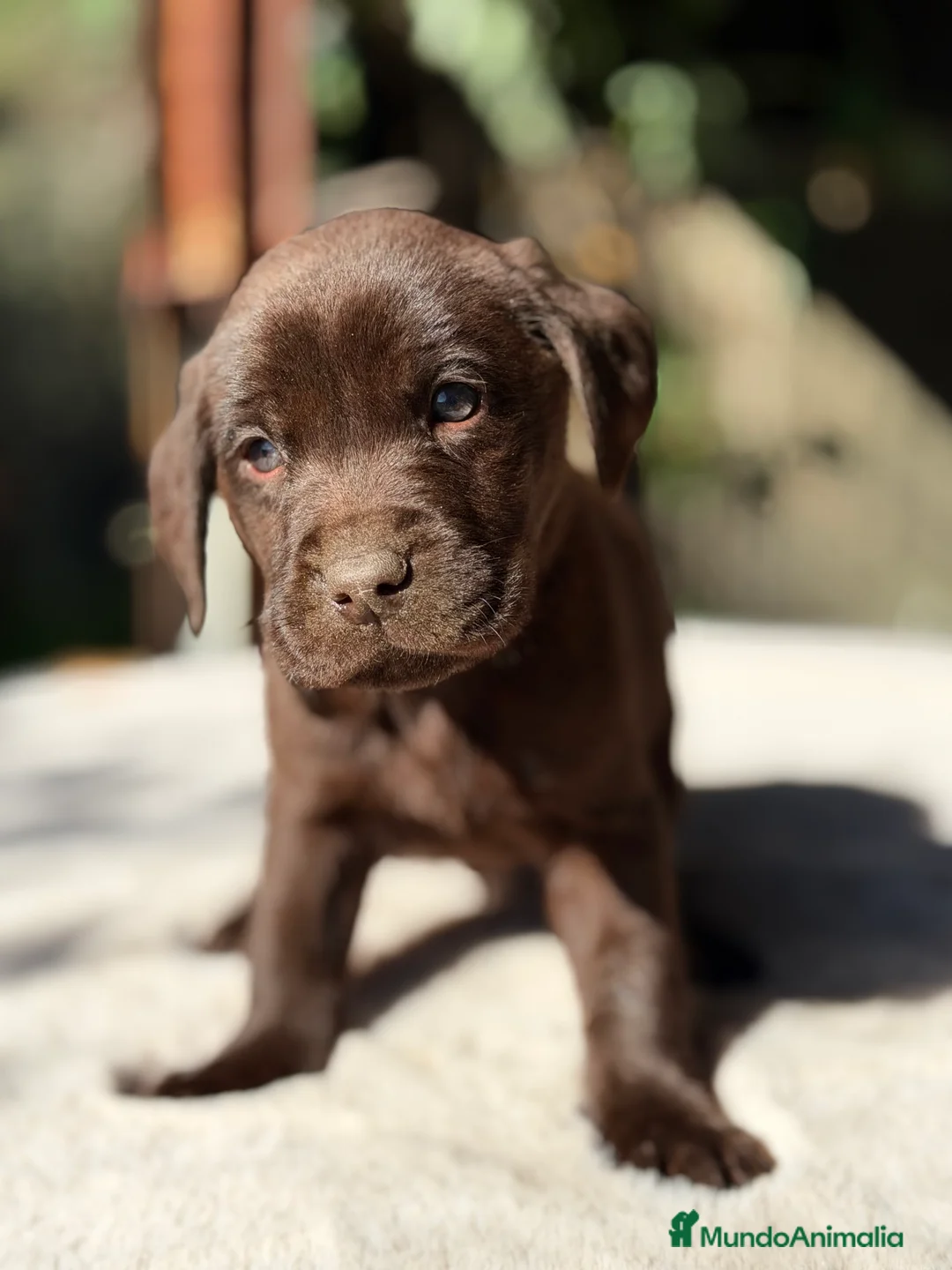 Labrador Retriever perros en venta: Labrador Macho chocolate  - Anuncio 3