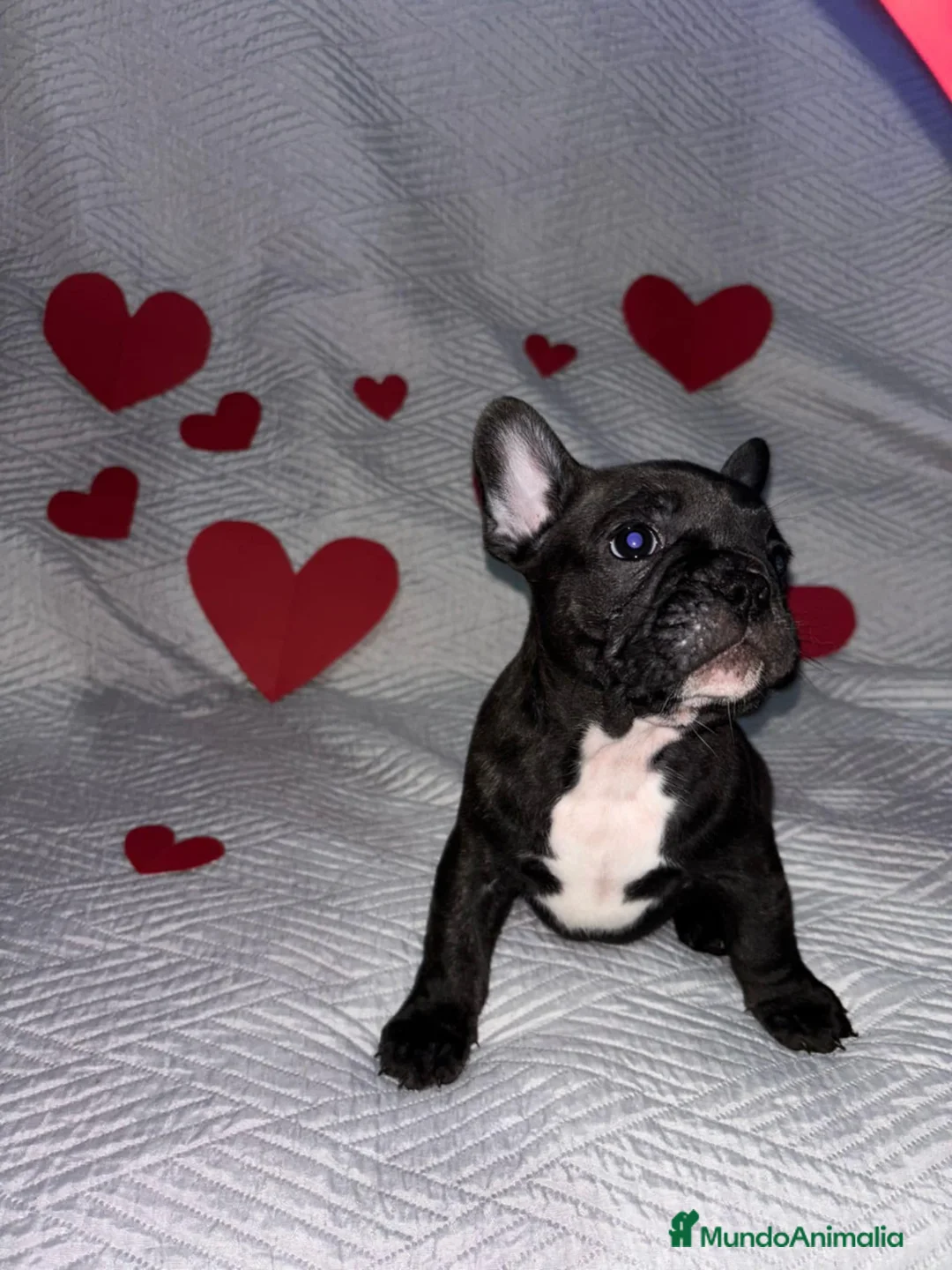 Bulldog Francés perros en venta: PRECIOSA CAMADA DE BULLDOG FRANCES  en Madrid - Anuncio 6