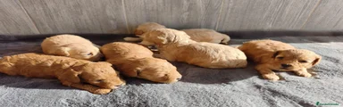 Caniche Enano 2