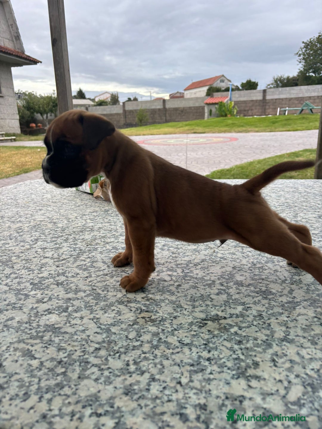 Boxer perros en venta: BOXER PONTEVEDRA - Anuncio 2