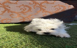 Raza Mixta perros en venta: Maltipom - Imagen 9