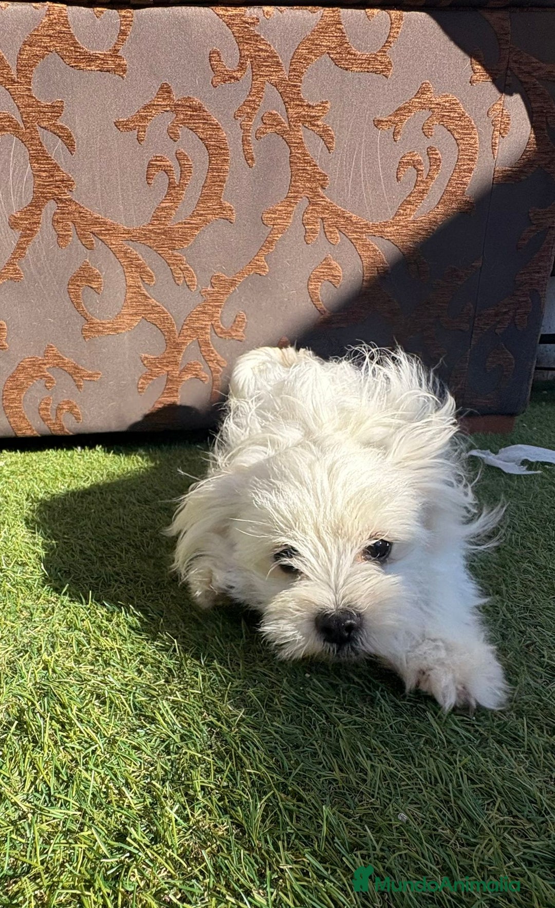 Raza Mixta perros en venta: Maltipom - Imagen 9