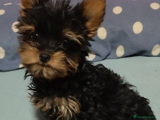 Yorkshire Terrier perros en Málaga - Anuncio 11