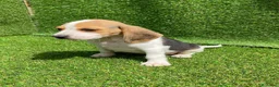 Beagle perros en venta: Beagle cachorros  en Ciudad Real - Anuncio 7