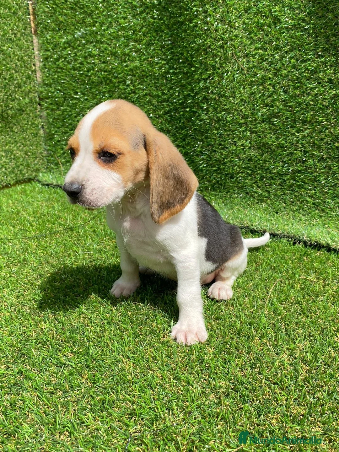Beagle perros en venta: Beagle cachorros  en Ciudad Real - Anuncio 7