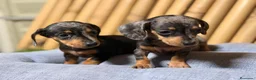 Teckel Miniatura perros en venta: Teckel  mini - Anuncio 2