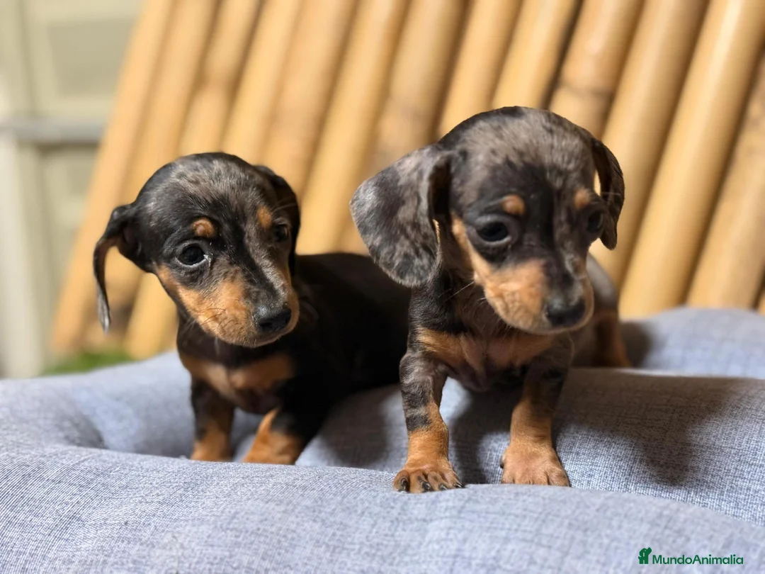 Teckel Miniatura perros en venta: Teckel  mini - Anuncio 2