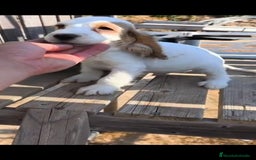 Cocker Spaniel Inglés perros en venta: Cocker spaniel ingles - Imagen 7