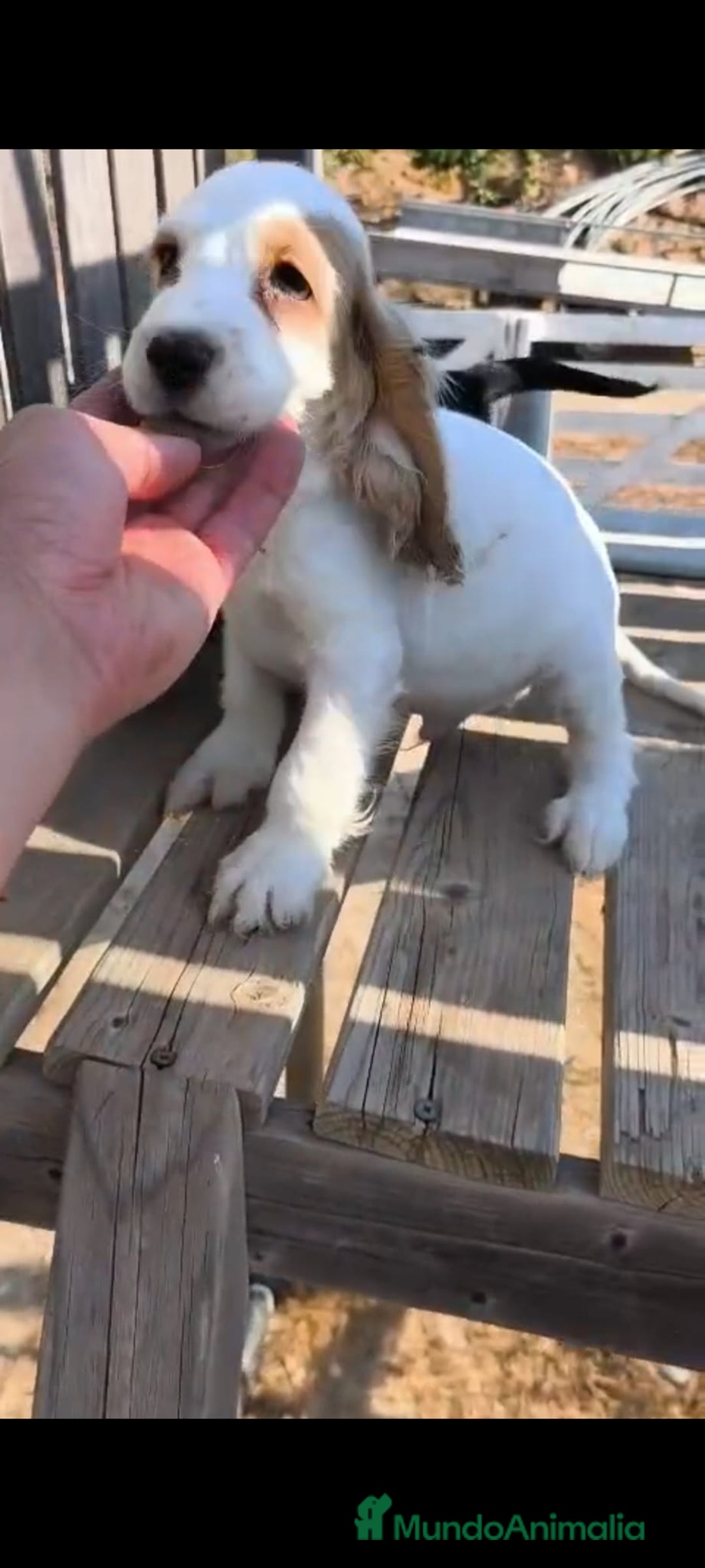 Cocker Spaniel Inglés perros en venta: Cocker spaniel ingles - Imagen 7