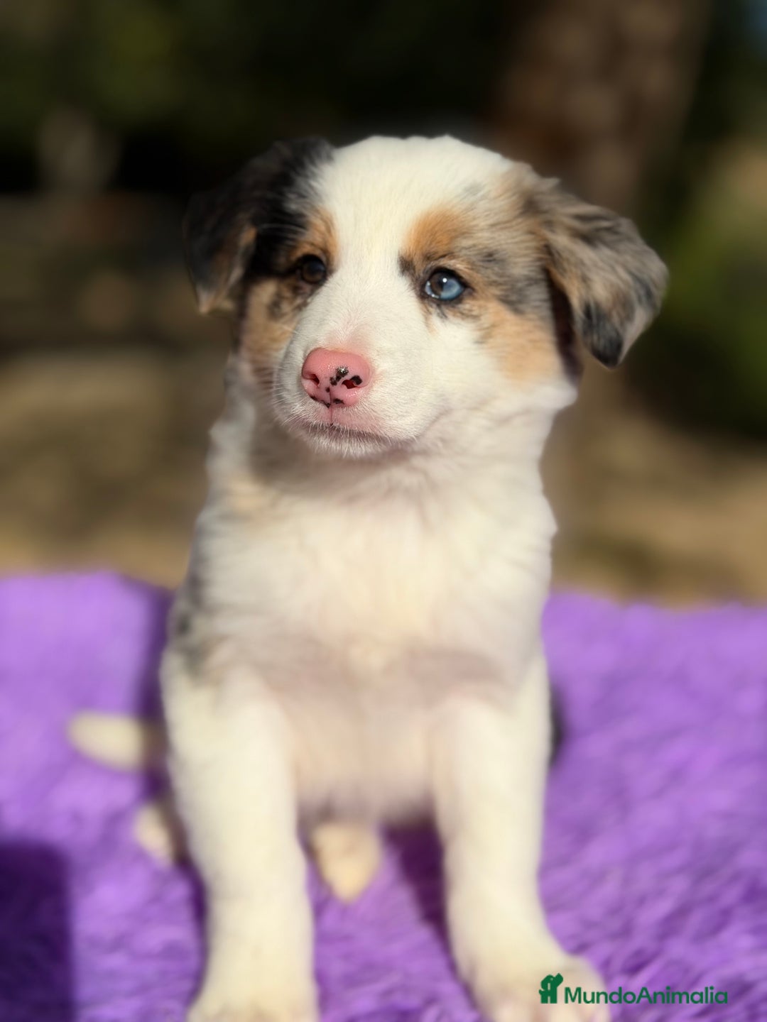 Border Collie perros en venta: Border collie Merle  - Anuncio 4