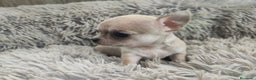 Chihuahua perros en venta: CHIHUAHUA TOY MACHO - Anuncio 4