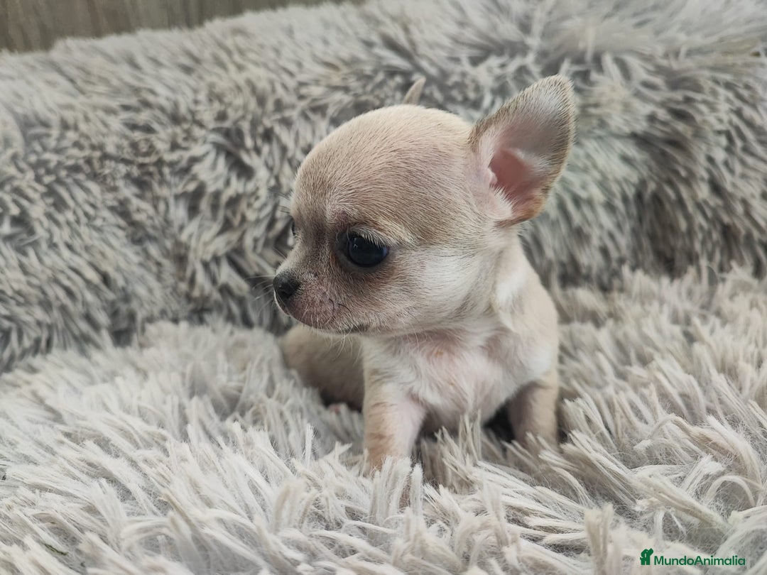 Chihuahua perros en venta: CHIHUAHUA TOY MACHO - Anuncio 4