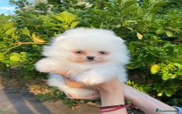 Pomerania perros en venta: Pomerania Toy  - Imagen 1