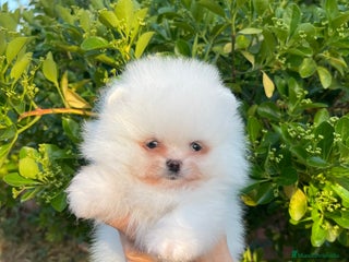 Pomerania perros - Anuncio 1