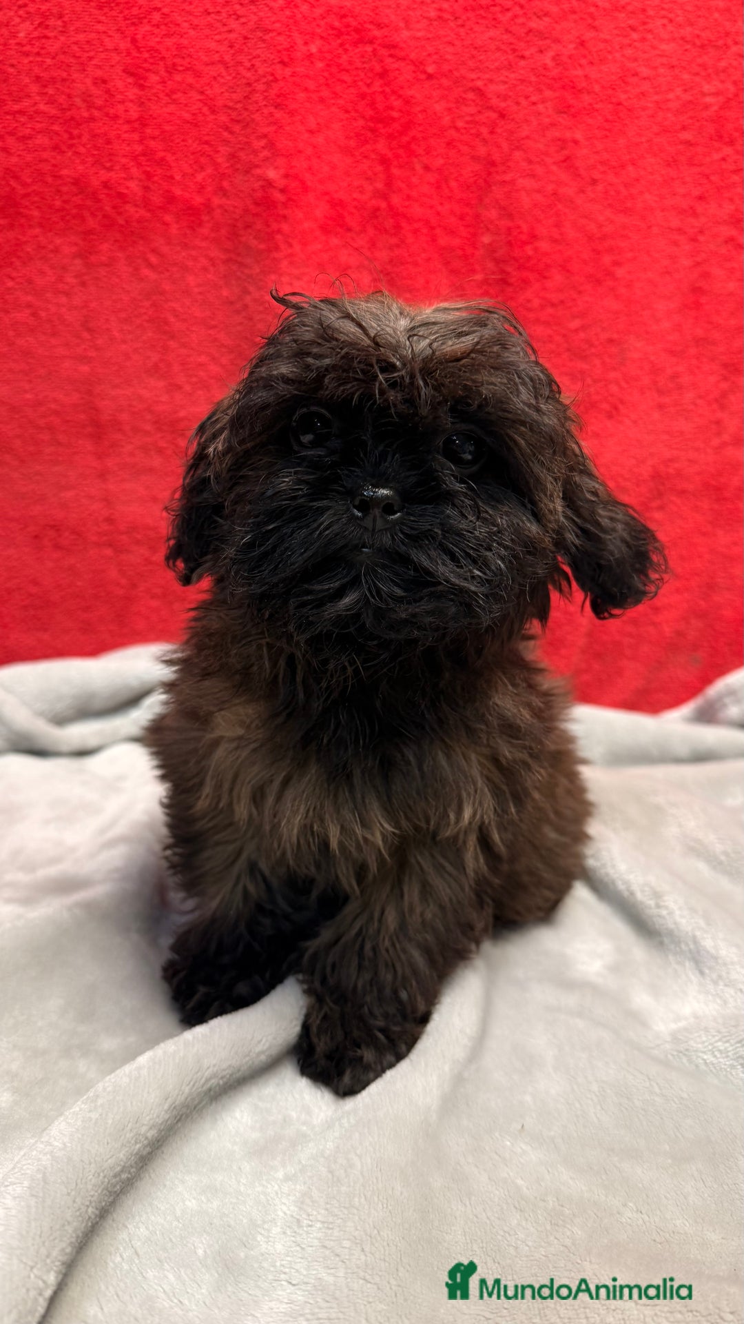 Shihpoo perros en venta: Monísima ShihPoo  - Anuncio 4