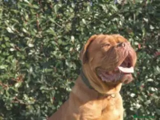Dogo de Burdeos perros Camada de dogo de Burdeos - Anuncio 2